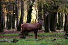 " Le patron " de Jean COLLETTE