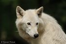 Portrait eines Polarwolfs by Rainer Prause 