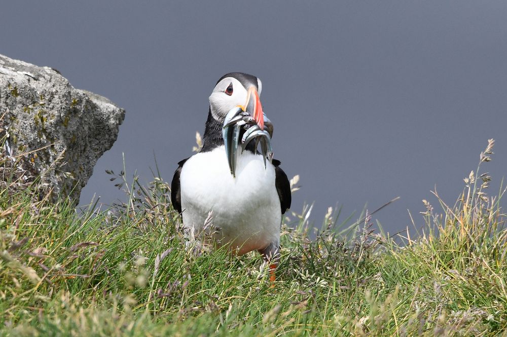 0puffins163_