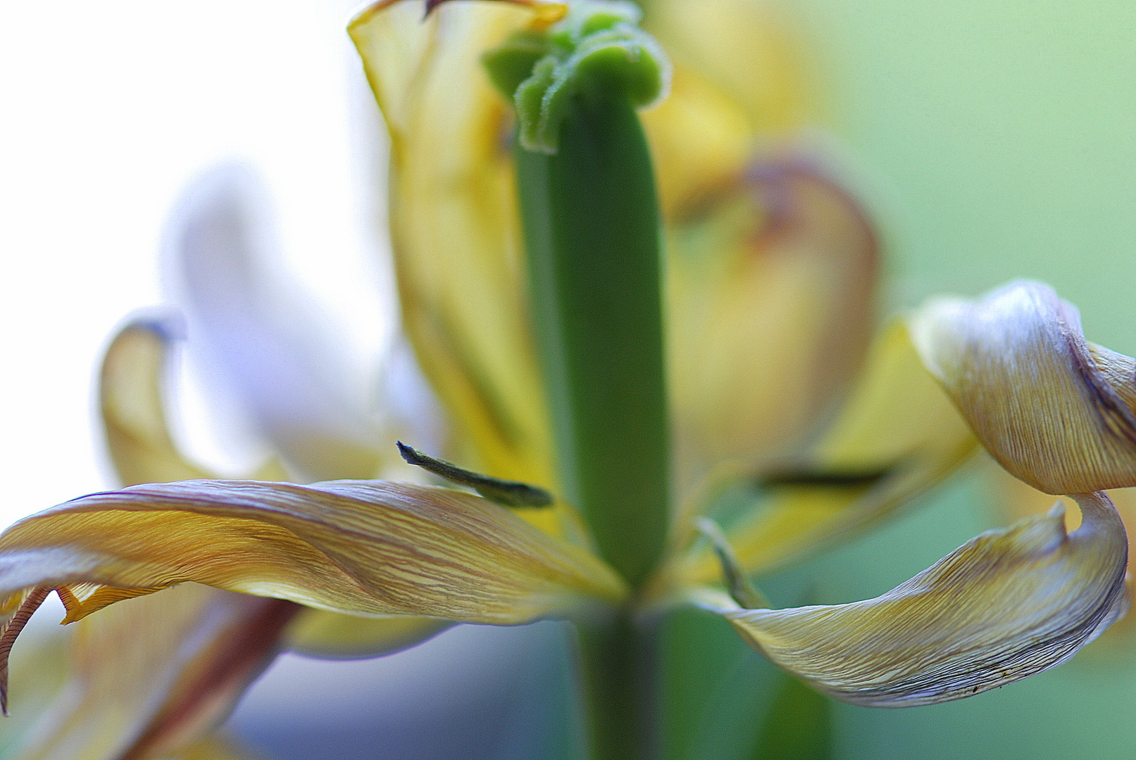 1 04 2010 Ästhetik einer verblühten Tulpe