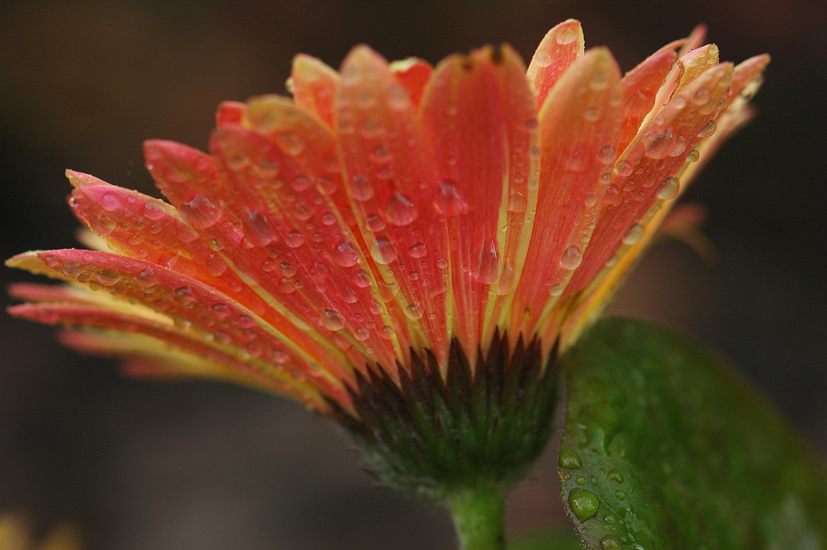 1 05 2010 Gerbera mit Wassertropfen