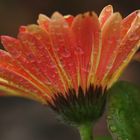 1 05 2010 Gerbera mit Wassertropfen