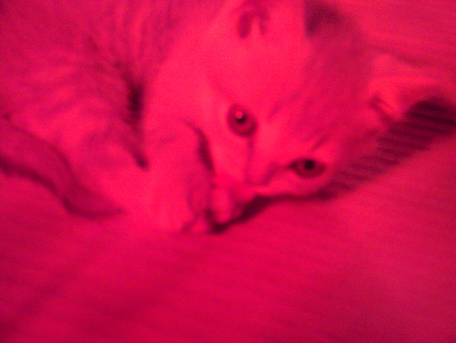 1 1/2 monatige Katze unter Rotlicht 1