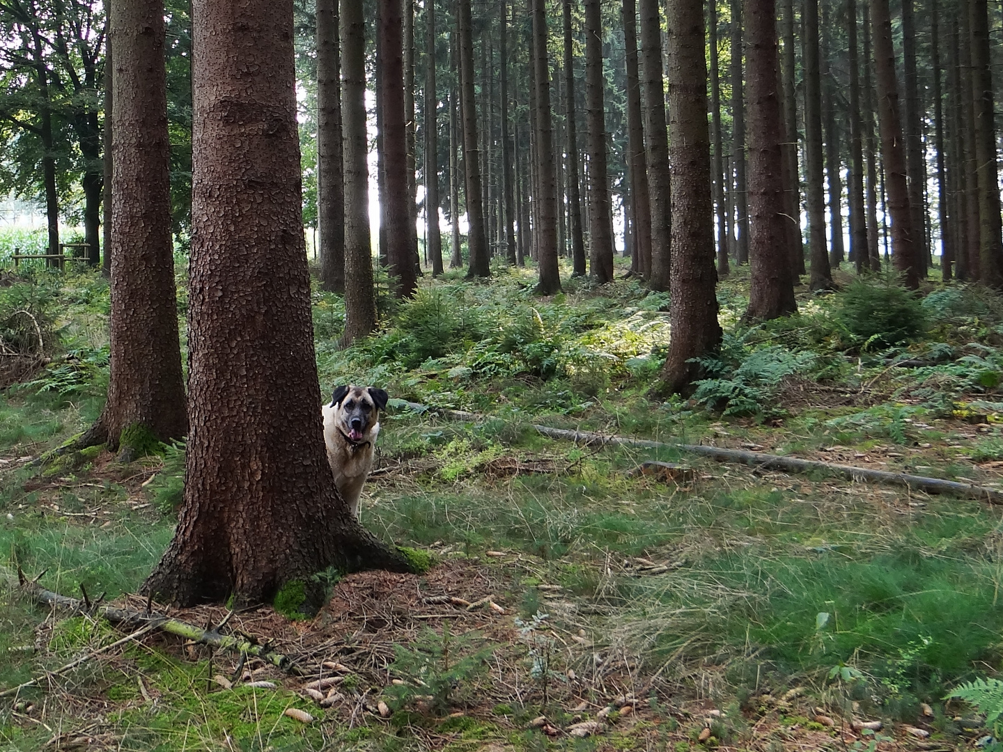 1-2-3-4 Eckstein, alles muss versteckt sein