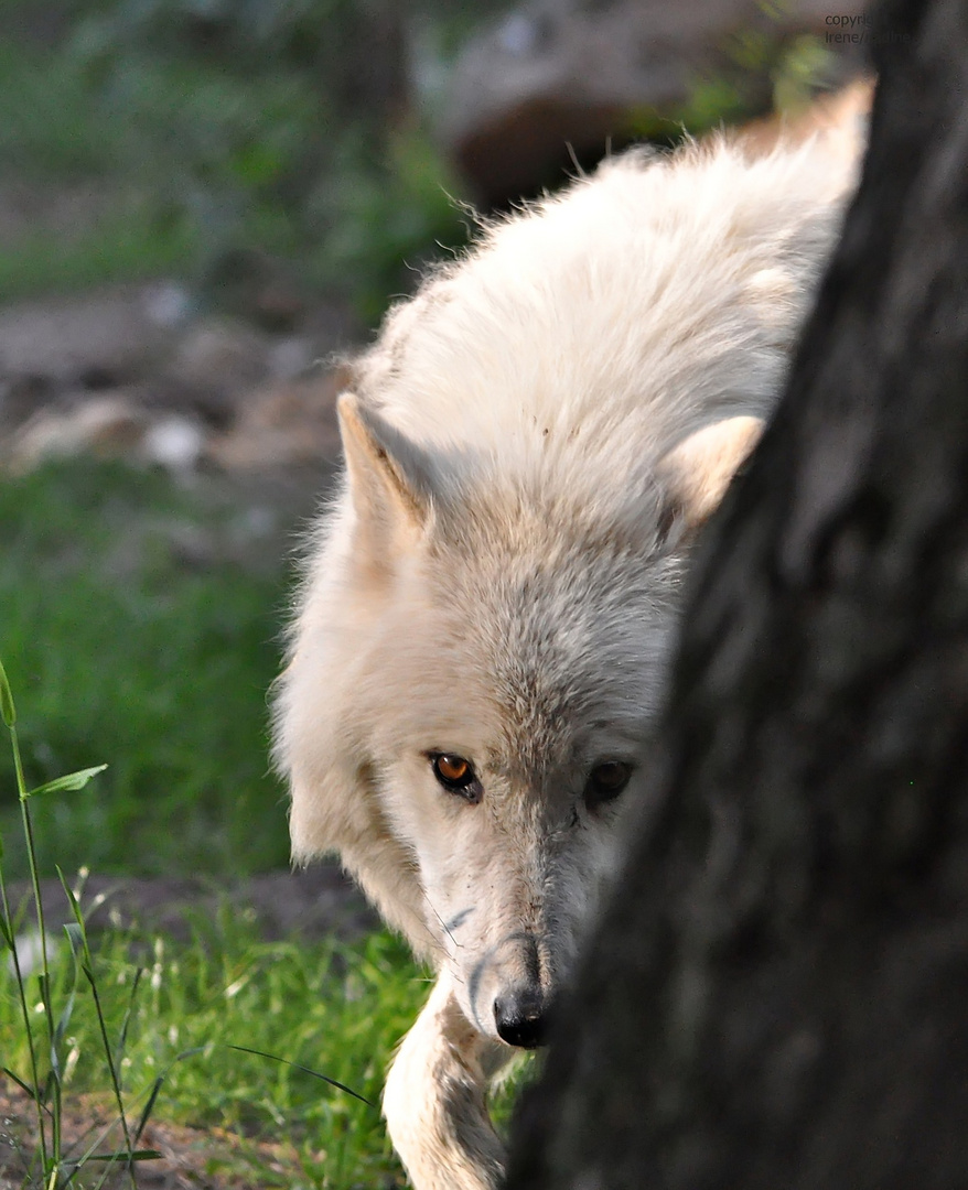 1-2-3-4 Eckstein... Wolf Nanuk muß versteckt sein !?