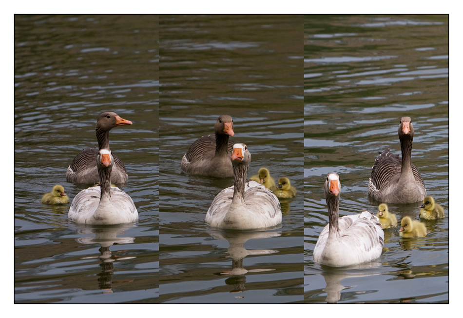 1-2-3-gans viele