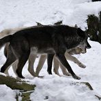 1 - 2 - 3 ... im Gleichschritt zum Silvesterball!