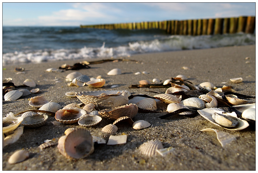 1, 2, 3...viele Muscheln... Foto &amp; Bild | landschaft, meer &amp; strand ...