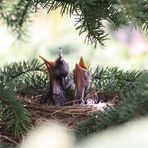 Frau Amsel und Co.