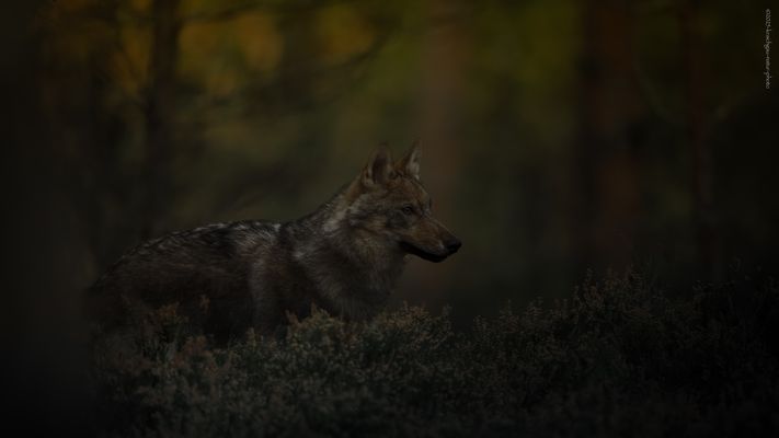 . . 1 9.3 o . z u r . G e i s t e r s t u n d e . .