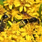 (1) ABSTAND! - Das Weibchen einer großen Grabwespe (Cerceris sp.) bedroht eine Lehmwespe (Eumeninae)