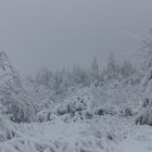 1. Advent Wald in Schnee gehüllt