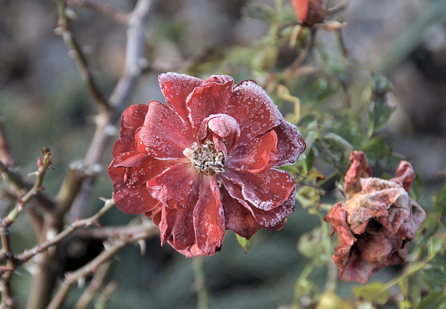 1. Adventsrose und einen schönen Sonntag