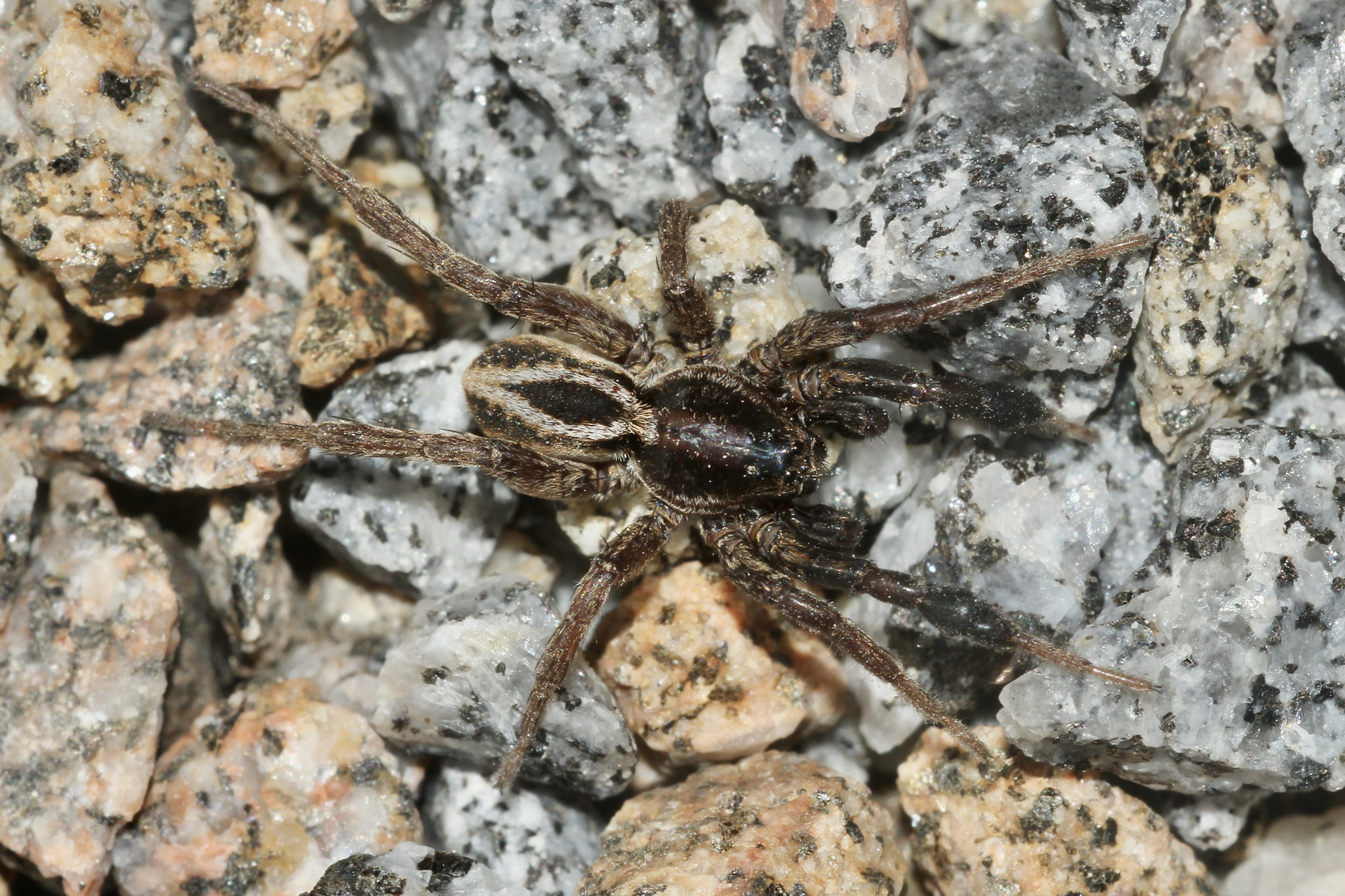 (1) Alopecosa (= Tarentula) cuneata - eine Tarantelart