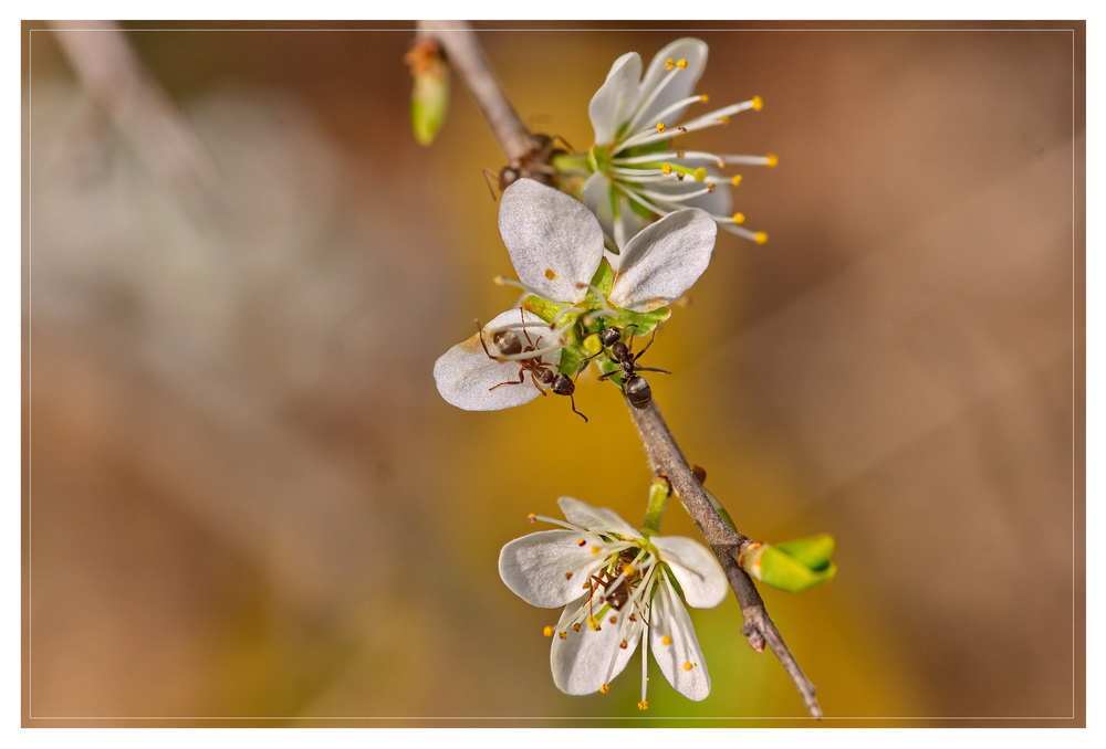 (1) Ameisen Auf Futtersuche in Baumblüten