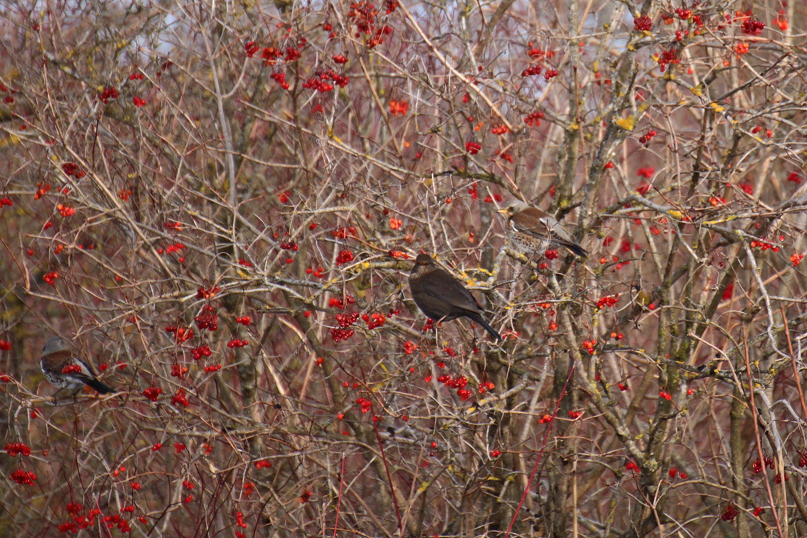 1 Amsel 2 Wacholderdrosseln beim Frühstück