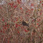 1 Amsel 2 Wacholderdrosseln beim Frühstück