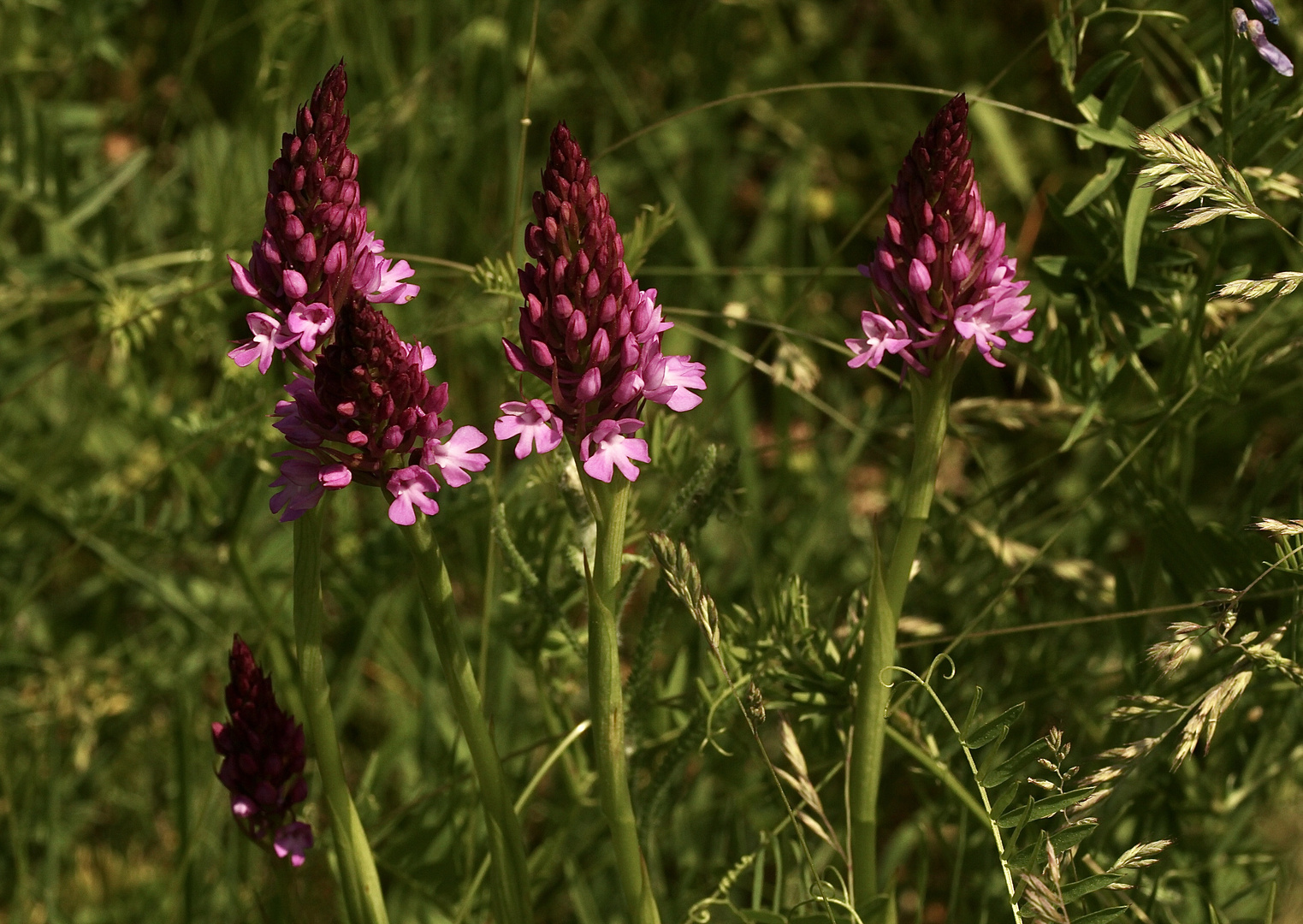  (1) ANACAMPTIS PYRAMIDALIS - die PYRAMIDENORCHIS oder PYRAMIDEN-HUNDSWURZ