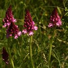  (1) ANACAMPTIS PYRAMIDALIS - die PYRAMIDENORCHIS oder PYRAMIDEN-HUNDSWURZ