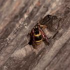  (1) Ancistrocerus nigricornis und Chrysis ignita - Lehmwespe mit Goldwespen-Parasit