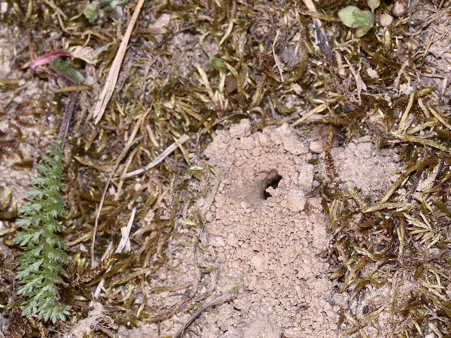 (1) Andrena flavipes, die Gemeine Erdbiene