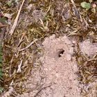 (1) Andrena flavipes, die Gemeine Erdbiene