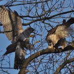 1. Anflug auf das Weibchen