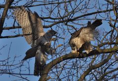 1. Anflug auf das Weibchen