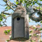 1 Anflug mit lecker Raupe im Schnabel