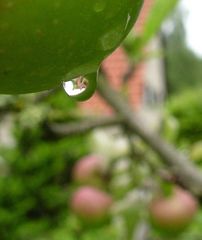 1 Apfel 1 Wasser 1 Haus