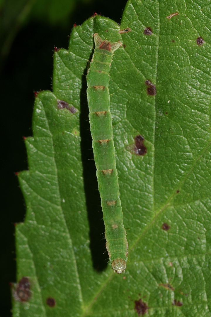 (1) Auch der Brombeer-Blattspanner (Mesoleuca albicillata) ...