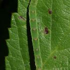 (1) Auch der Brombeer-Blattspanner (Mesoleuca albicillata) ...