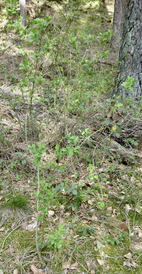 (1) Auch die Raupe des SCHÖNBÄRs (CALLIMORPHA DOMINULA) ...