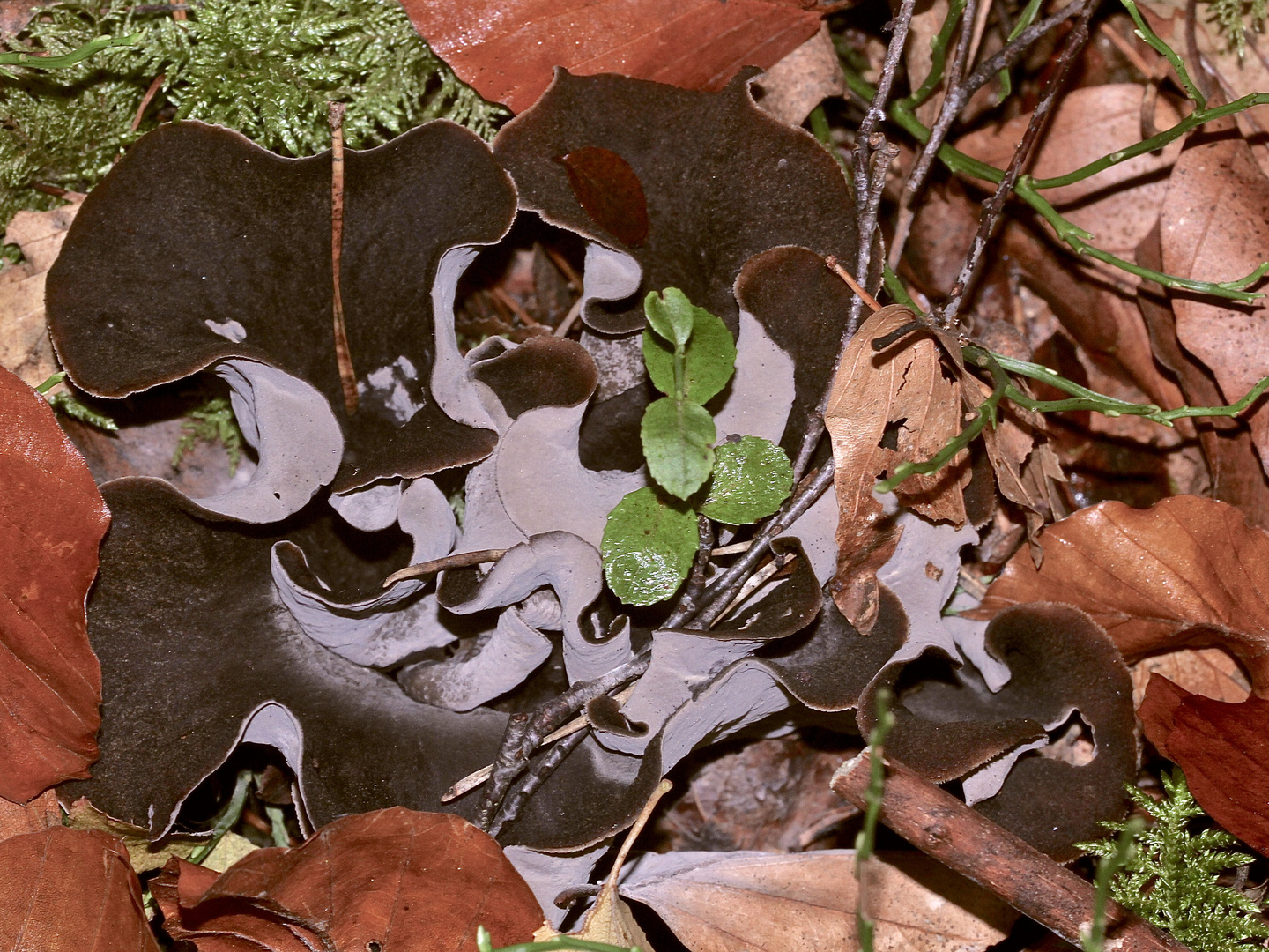 (1) Auch die Totentrompete oder Herbsttrompete ... Foto &amp; Bild | natur ...