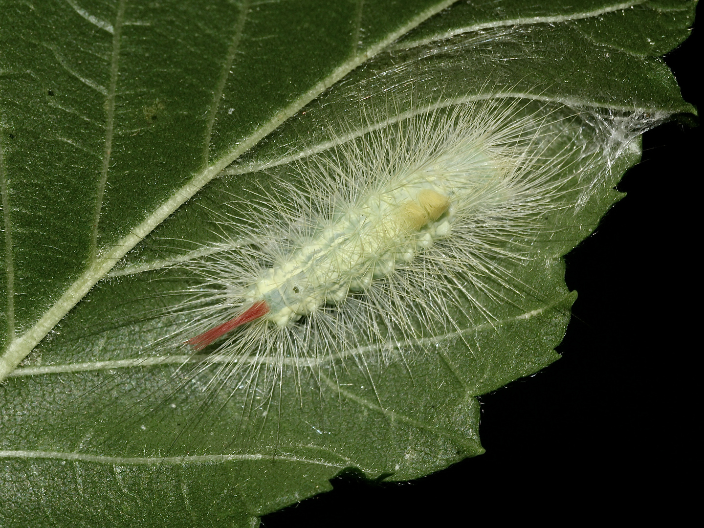 (1) Auch eine Jungraupe des Buchen-Streckfußes (Calliteara pudibunda) ...