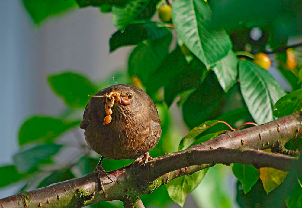 1. Auf dem Kirschbaum vor unserem......