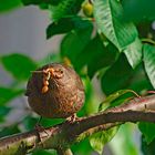 1. Auf dem Kirschbaum vor unserem......