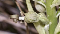 (1) Auflösung des letzten Wochenendrätsels: Die BOCKS-RIEMENZUNGE (HIMANTOGLOSSUM HIRCINUM))