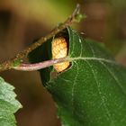 (1) Auflösung des letzten Wochenendrätsels I: SUMPFKREUZSPINNE, ARANEUS ALSINE