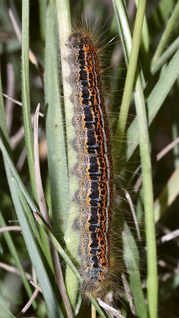 (1) Auflösung des Mittwochsrätsels: der WOLFSMILCH-RINGELSPINNER (MALACOSOMA CASTRENSIS)