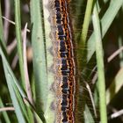 (1) Auflösung des Mittwochsrätsels: der WOLFSMILCH-RINGELSPINNER (MALACOSOMA CASTRENSIS)