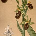 (1) Auflösung des Sonntagrätsels vom 14.5.23: (Große) Spinnenragwurz (Ophrys sphegodes)