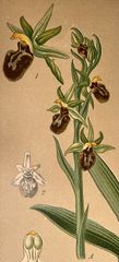 (1) Auflösung des Sonntagrätsels vom 14.5.23: (Große) Spinnenragwurz (Ophrys sphegodes)