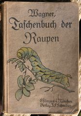 (1) Aus alten Büchern - "meine" Schwärmerraupen ...