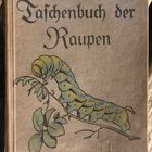 (1) Aus alten Büchern - "meine" Schwärmerraupen ...