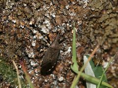 (1) Aus der Familie der Wolfsmilchwanzen (Stenocephalidae) ...