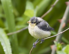 1. Ausflug bei Familie Meise -2-