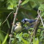 1. Ausflug bei Familie Meise