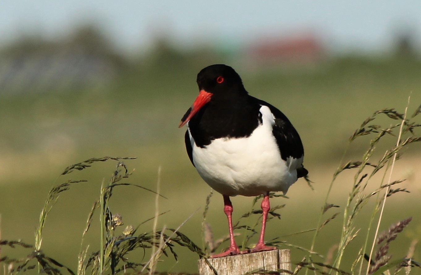 (1) Austernfischer (Haematopus ostralegus)