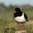 (1) Austernfischer (Haematopus ostralegus)